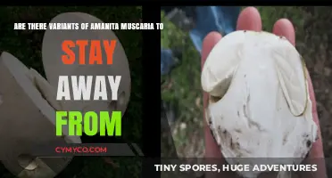 Toxic Lookalikes: Amanita Muscaria Variants to Avoid
