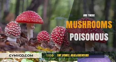 Identifying Poisonous Mushrooms: A Guide to Safe Foraging