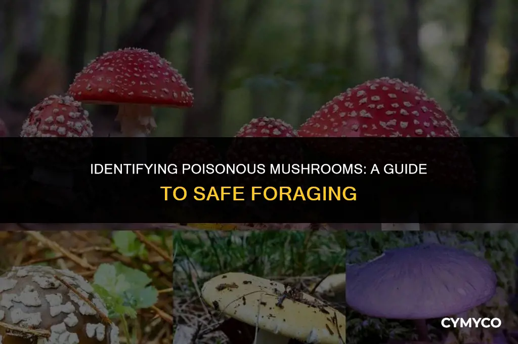 are these mushrooms poisonous