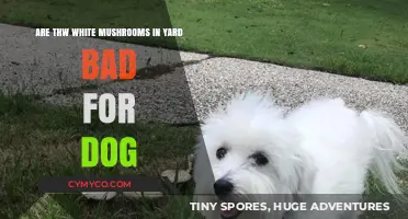 Are White Mushrooms in Your Yard Safe for Your Dog?