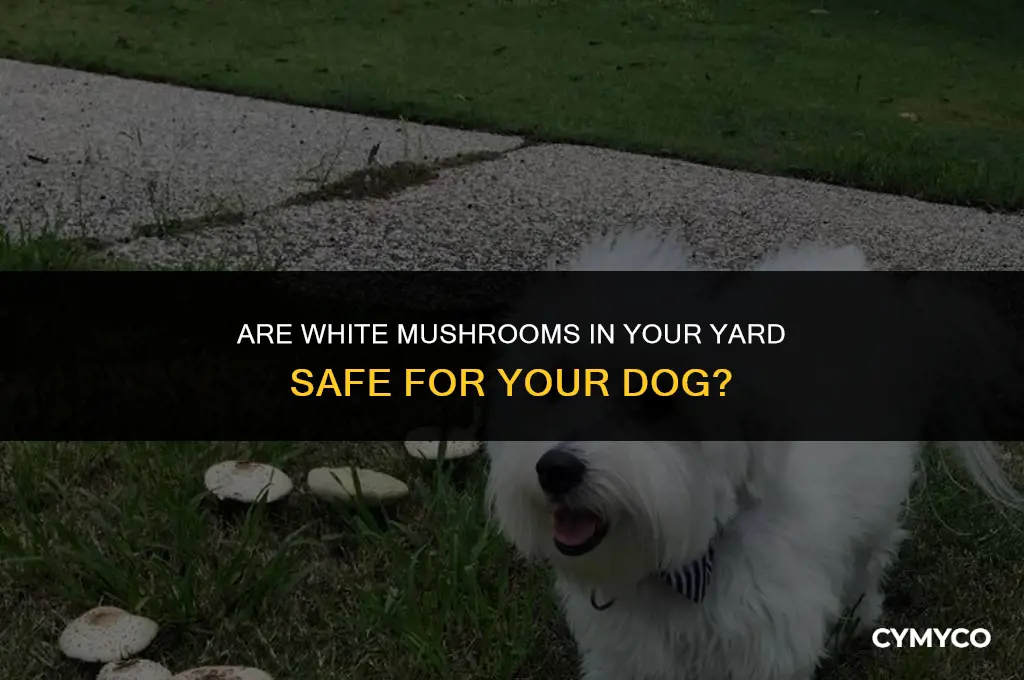 are thw white mushrooms in yard bad for dog
