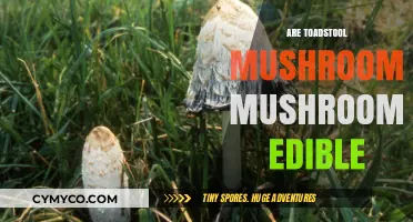 Exploring Edibility: A Guide to Toadstool Mushrooms