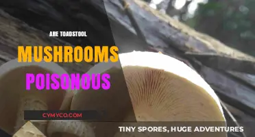 Are Toadstool Mushrooms Poisonous? Unveiling the Truth Behind the Myth