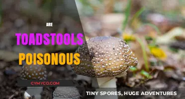 Are Toadstools Poisonous? Unveiling the Truth About Fungal Toxicity