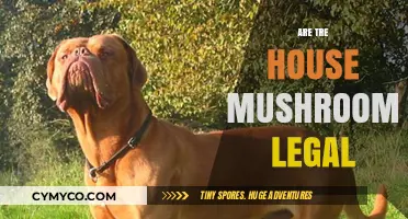 Exploring the Legality of Treehouse Mushrooms: A Comprehensive Guide