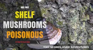 Exploring the Edibility of Tree Shelf Mushrooms: A Comprehensive Guide