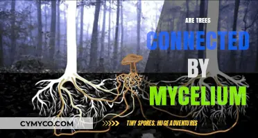 The Hidden Network: Exploring the Mycelial Connections Among Trees