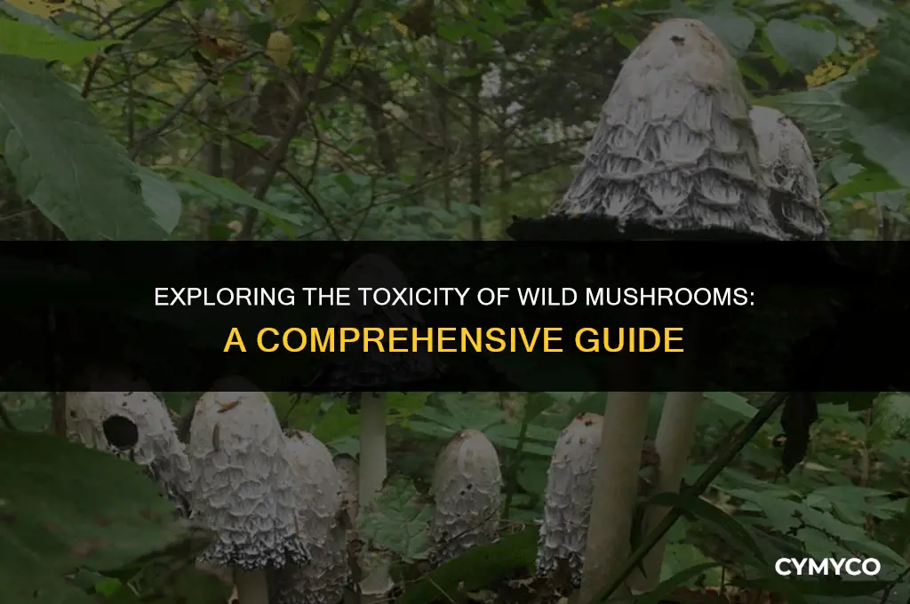 are true mushrooms poisonous