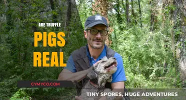 Are Truffle Pigs Real? Unveiling the Myth Behind These Foraging Animals