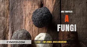 Unveiling the Mystique: Truffles - A Fungal Delicacy or Not?