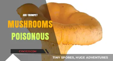 Exploring the Edibility of Trumpet Mushrooms: A Comprehensive Guide