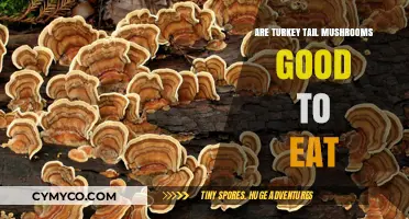 Exploring Edibility: The Truth About Turkey Tail Mushrooms