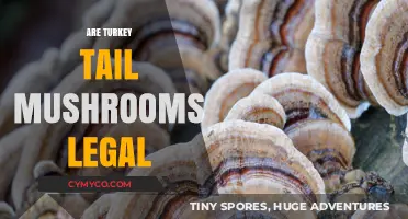 Exploring the Legality of Turkey Tail Mushrooms: A Comprehensive Guide