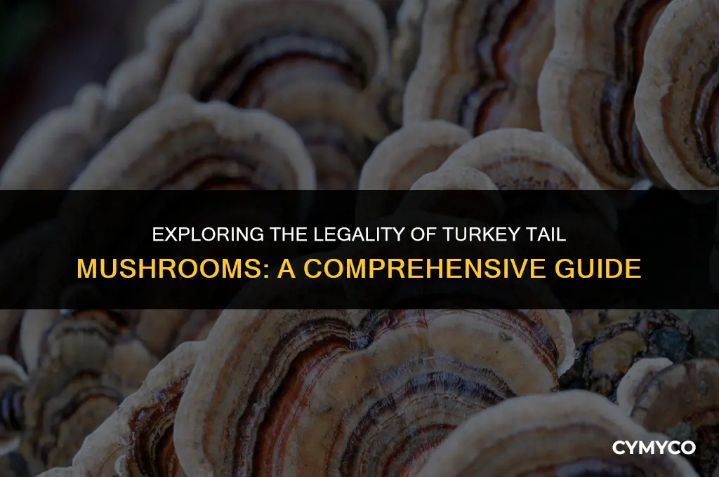 are turkey tail mushrooms legal
