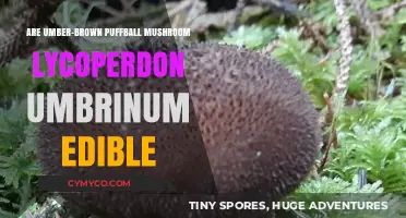 Exploring the Edibility of Umber-Brown Puffball Mushroom (Lycoperdon umbrinum)