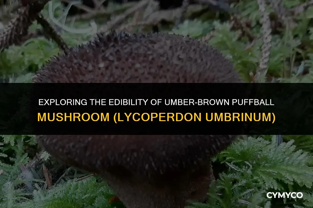 are umber-brown puffball mushroom lycoperdon umbrinum edible
