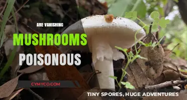 The Vanishing Feast: Unveiling the Mystery of Poisonous Mushrooms