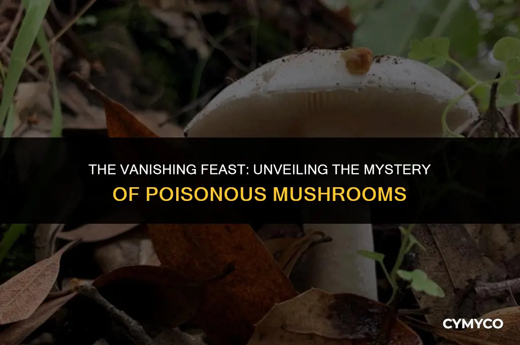are vanishing mushrooms poisonous