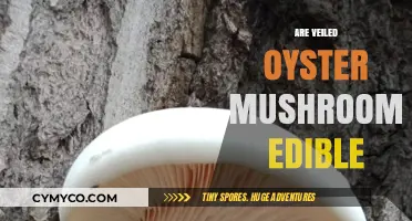 Unveiling the Truth: Are Veiled Oyster Mushrooms Safe to Eat?