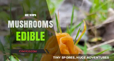 Exploring the Edibility of Verpa Mushrooms: A Comprehensive Guide