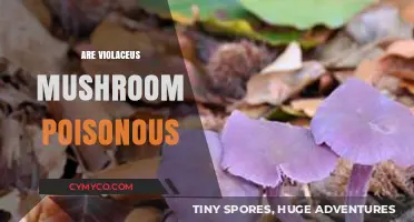 Exploring the Edibility of Violet Mushrooms: A Comprehensive Guide
