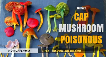 Exploring the Edibility of Wax Cap Mushrooms: A Comprehensive Guide