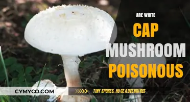 Exploring the Edibility of White Cap Mushrooms: A Comprehensive Guide