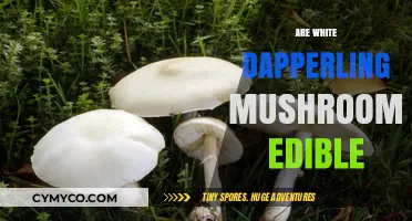 Exploring Edibility: The Truth About White Dapperling Mushrooms