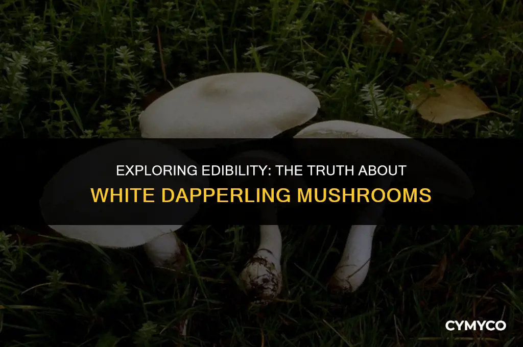 are white dapperling mushrooms edible