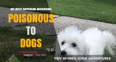 Are White Dapperling Mushrooms Toxic to Canines?