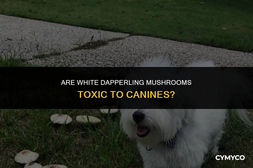 are white dapperling mushrooms poisonous to dogs