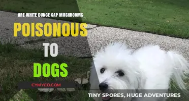 Are White Dunce Cap Mushrooms Toxic to Dogs? A Comprehensive Guide