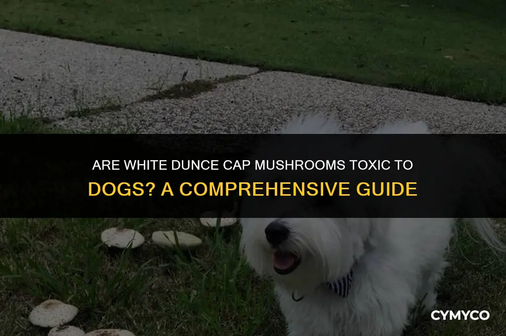 are white dunce cap mushrooms poisonous to dogs