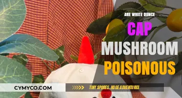 Exploring the Edibility of White Dunce Cap Mushrooms: A Comprehensive Guide