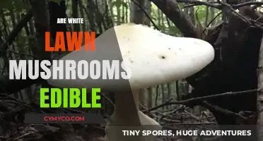 Exploring Edibility: A Guide to White Lawn Mushrooms