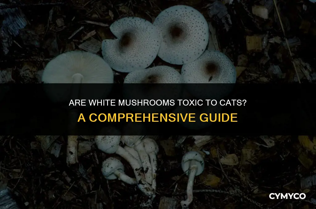 are white mushrooms bad for cats