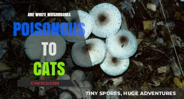 Toxic Truth: Are White Mushrooms Dangerous for Your Feline Friend?
