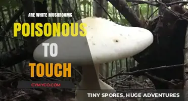Toxic Touch: The Hidden Dangers of White Mushrooms
