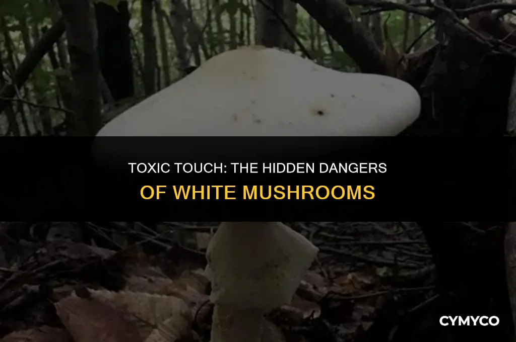 are white mushrooms poisonous to touch