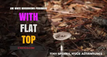 Exploring the Edibility of Flat-Topped White Mushrooms: A Guide