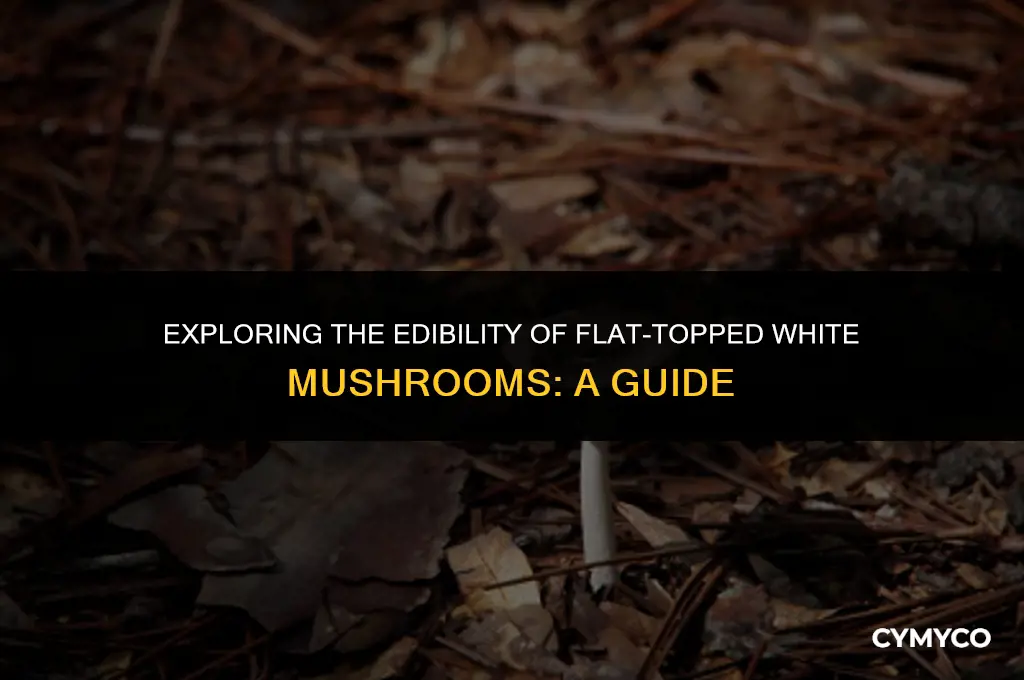 are white mushrooms poisonous with flat top