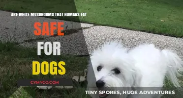 Are White Mushrooms Safe for Dogs: A Comprehensive Guide