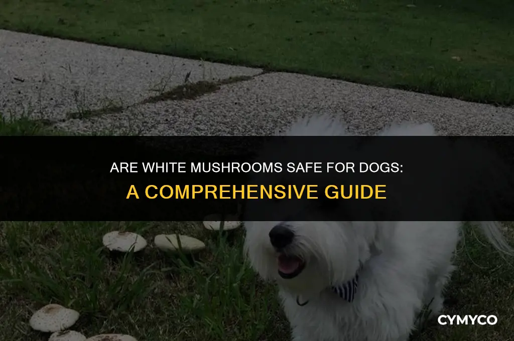 are white mushrooms that humans eat safe for dogs