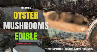 Exploring Edibility: Are White Oyster Mushrooms Safe to Eat?