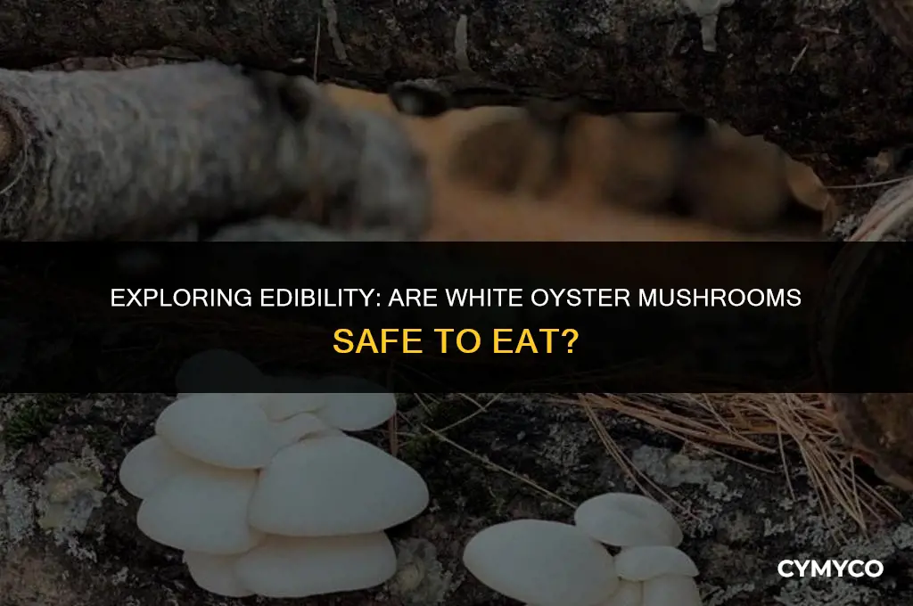 are white oyster mushrooms edible