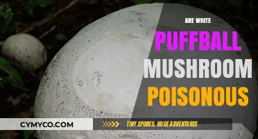 Exploring the Edibility of White Puffball Mushrooms: A Comprehensive Guide