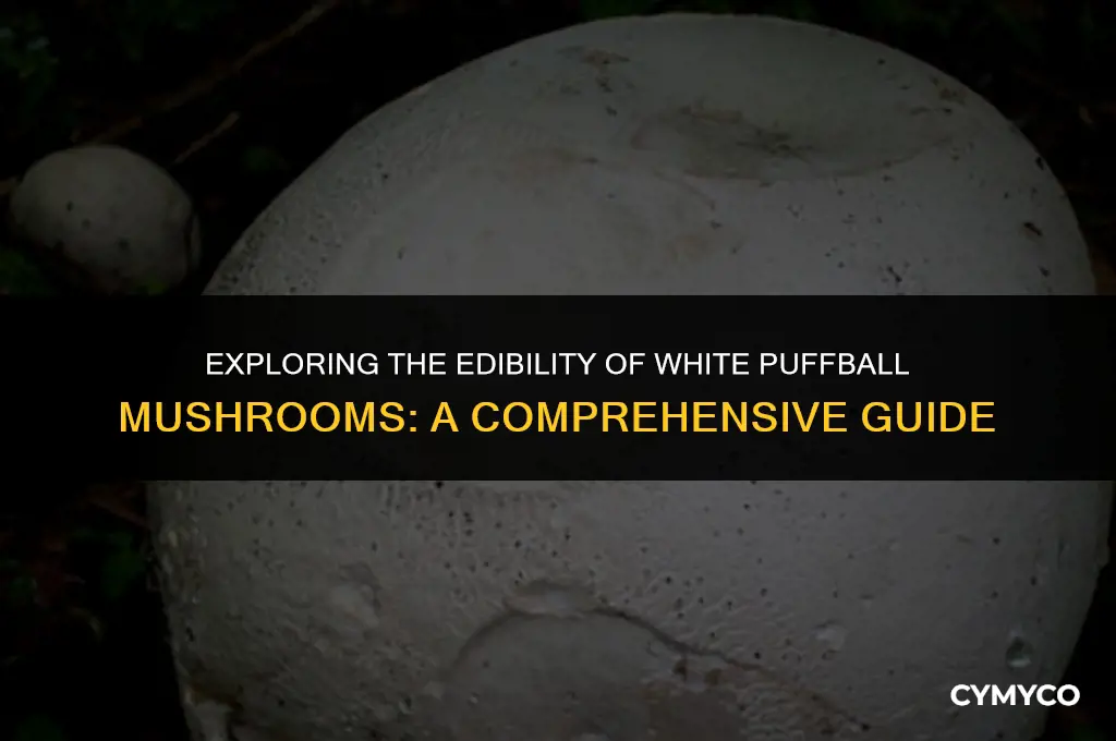 are white puffball mushrooms poisonous