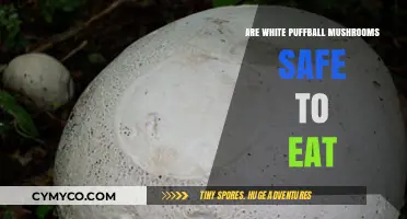Exploring Edibility: Are White Puffball Mushrooms Safe to Eat?