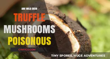 Exploring the Edibility of Wild Deer Truffle Mushrooms: A Comprehensive Guide