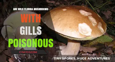 Exploring the Edibility of Florida's Wild Gilled Mushrooms: A Guide